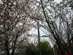 -高东镇樱花园