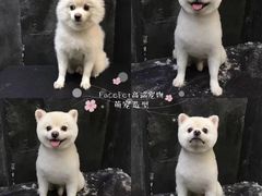 -瑞鹏宠物医院·夜间急症·心超·猫科(祖庙分店)