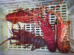 -無招牌海鮮(芽笼店)