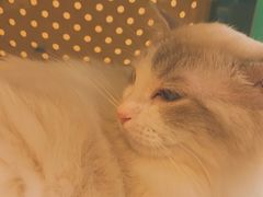 -飞行喵MR PILOT|猫舍·猫咖(静安大融城店)