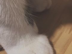-momokira米努特·德文卷毛猫·棉花面纱犬