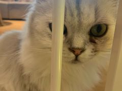 -猫腻·猫咖·撸猫馆(星光大道店)