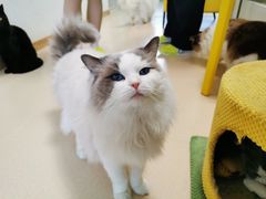 -猫在这儿猫咪咖啡馆·撸猫馆