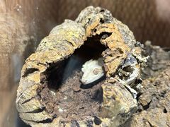 -酷以爬仙阁实体爬宠店·守宫·蜥蜴·专业繁育