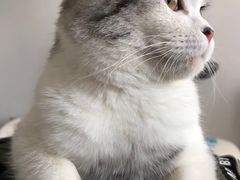 -Bastet sally猫舍购宠(静安店)