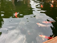 -香麒园·过桥米线·南湖雅宴