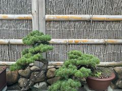 -龙华素斋(龙华路店)