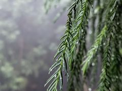 -重庆睡佛山森林公园