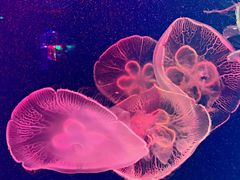 -成都浩海立方海洋公园