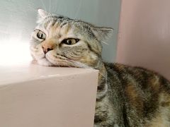 -猫儿山۰猫主题餐厅