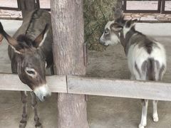 -清迈夜间动物园