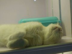 -喵的天空名猫咖啡馆·撸猫·猫舍·用品