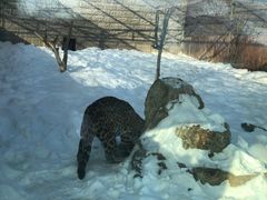 -新疆天山野生动物园