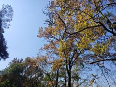 -广州市石门国家森林公园
