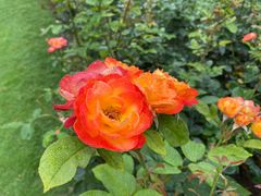 -上海滨江森林公园