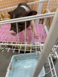 -Moni星球萌宠·小马宝莉·灵蛇·高端高阶全萌宠互动体验俱乐部(红豆国际广场店)