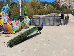 -西霞口神雕山野生动物世界