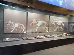 -北京周口店北京人遗址博物馆