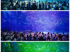 -上海海昌海洋公园