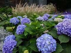 -深圳仙湖植物园