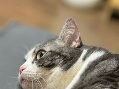 -猫大福·Fortune Cat猫舍(百子湾店)