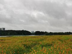 -海珠湖公园