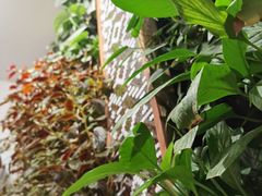 -Peet's Coffee皮爷咖啡(德基店)