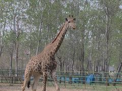 -秦皇岛野生动物园