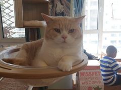 -MOYOYO猫咪咖啡店