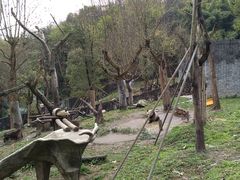 -都江堰中华大熊猫苑