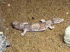 -上海大自然野生昆虫馆(东方明珠·爬宠昆虫探索中心)