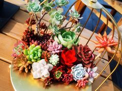 -龙大花卉苗木市场