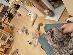 -有喵·猫咖·狗咖·30几只猫10只小狗(岗厦店)
