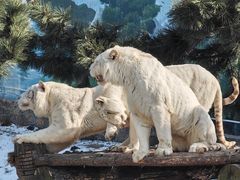 -西霞口神雕山野生动物世界