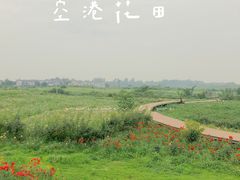 -空港花田景区