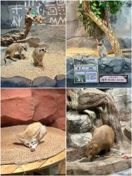 -Zoolung Zoolung动物主题公园(海信广场店)