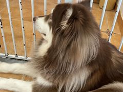 -Let's go狗咖·猫咖·奶狗·桌游(春熙路IFS店)