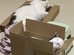 -贝利宠物医院·骨科·眼科·肿瘤转诊中心(南坪诊疗中心)