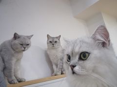 -李小姐の猫咖啡馆(五角场店)