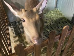 -浣熊柯尔鸭土拨鼠·电玩咖