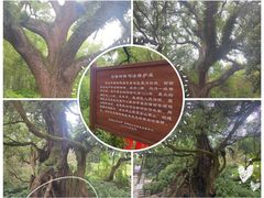 -古堰画乡景区