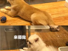 -狗道宠物(常熟印象城店)