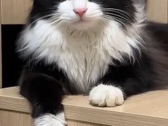 -爱侣宠医·鹦鹉专科·小型哺乳类·异宠专科(灵石路店)