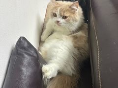 -瑞鹏·疫苗·绝育·宠物医院(金沙洲店)