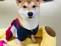 -逗柴咖啡屋·狗咖猫咖宠物桌游