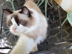 -喵屿·大理花园猫咖