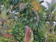 -兴隆隆苑咖啡庄园