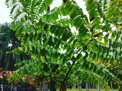 -中国科学院西双版纳热带植物园