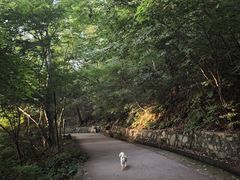 -紫金山山顶公园