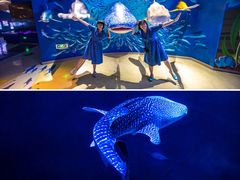 -烟台海昌鲸鲨海洋公园